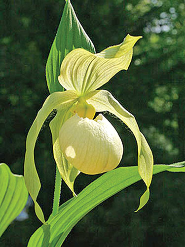 Cypripedium 'Aki Pastel' <a class=reg href='http://www.cypripedium.de'  target='frosch'> Frosch ®</a> (Aki Pastel Ladyslipper Orchid) slide #60167