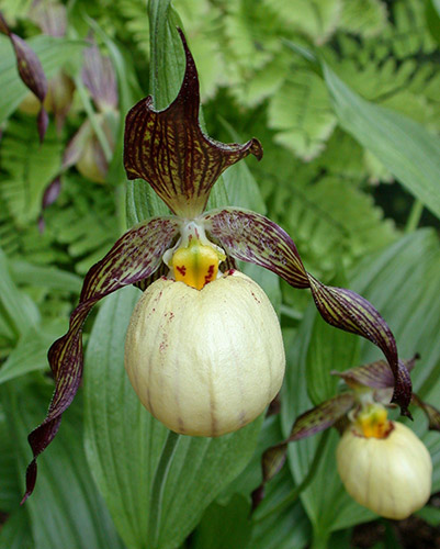 Cypripedium 'Inge' <a class=reg href='http://www.cypripedium.de'  target='frosch'> Frosch </a> (Inge Ladyslipper Orchid) slide #60830
