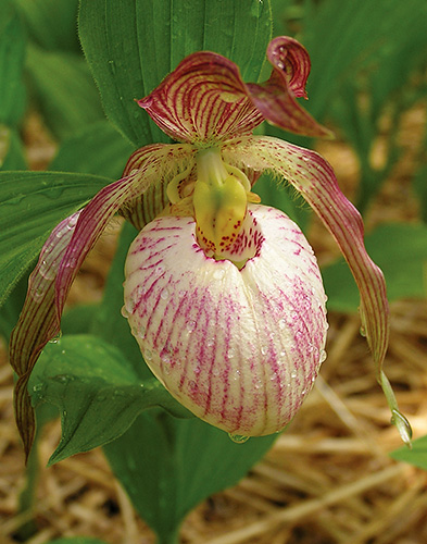 Cypripedium 'Tower Hill' (Tower Hill Ladyslipper Orchid) slide #61265