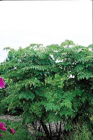 Dahlia imperialis (Giant Tree Dahlia) slide #17671