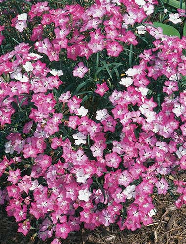 Dianthus 'First Love' (First Love Hardy Pink) slide #23664