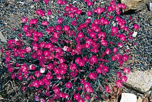Dianthus 'Feuerhexe' (Firewitch Hardy Pink) slide #9117