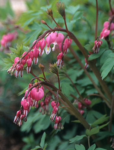 Dicentra spectabilis (Old Fashioned Bleeding Heart) slide #23203