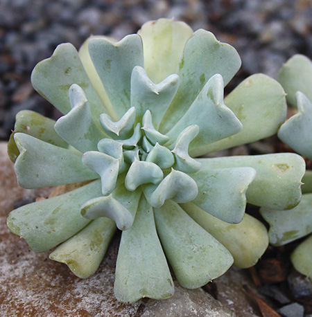 Echeveria runyonii 'Topsy Turvy' (Topsy Turvy Mexican Hen and Chicks) slide #61273