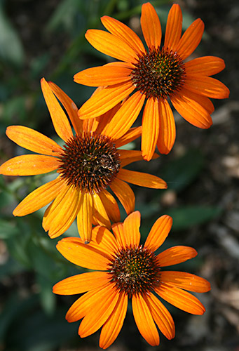 Echinacea 'Tiki Torch' PP 18,839 (Tiki Torch Coneflower) slide #60944