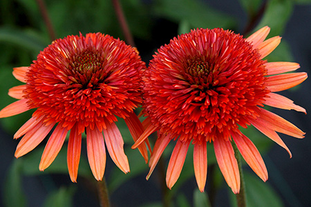 Echinacea 'Coral Reef' PPAF (Coral Reef Coneflower) slide #61187