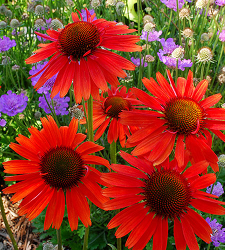 Echinacea 'Hot Lava' PPAF (Hot Lava Coneflower) slide #61418