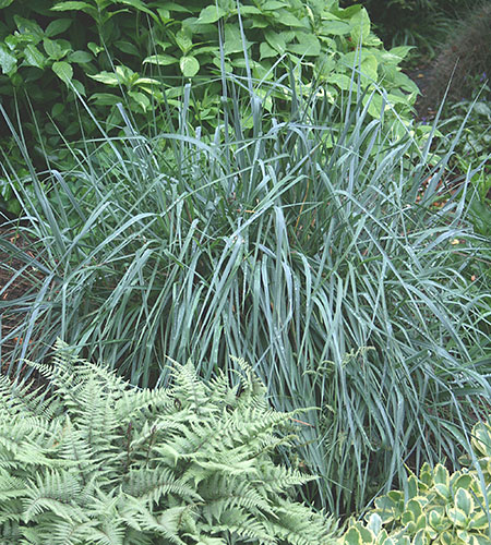 Elymus 'Canyon Prince' (Clumping Blue Wild Rye) slide #62112