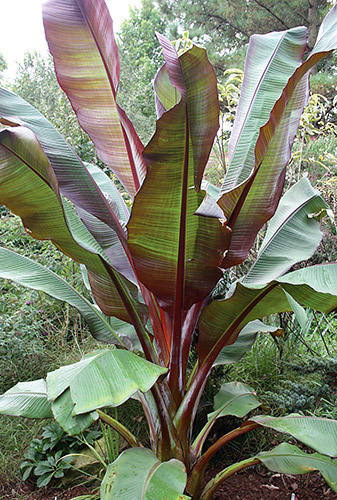 Ensete maurelii (Red Abyssinian Banana) slide #61278