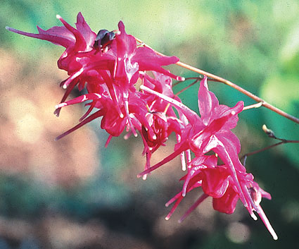 Epimedium grandiflorum 'Red Queen' (Red Queen Fairy Wings) slide #24747