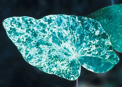 Epimedium diphyllum 'Variegatum' (Variegated Fairy Wings) slide #24748