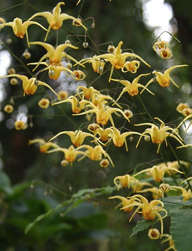 Epimedium 'Amber Queen' PP 17,197 (Amber Queen Fairy Wings) slide #60845