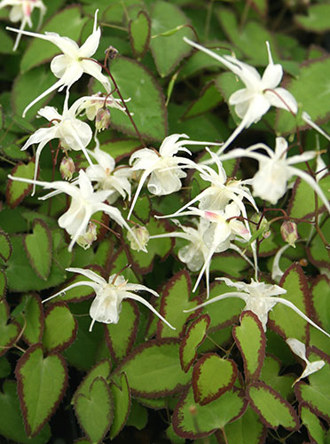 Epimedium grandiflorum var. higoense 'Bandit' (Bandit Fairy Wings) slide #60948