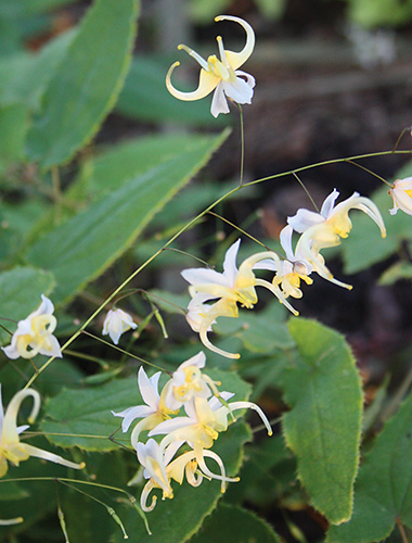 Epimedium acuminatum 'Guiding Light' (Guiding Light Fairy Wings) slide #61279