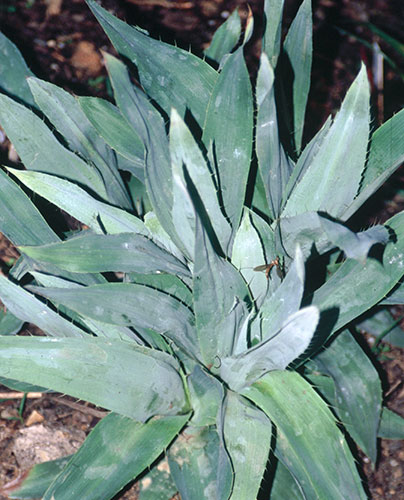 Eryngium yuccifolium 'Kershaw Blue' (Kershaw Blue Rattlesnake Master) slide #28594