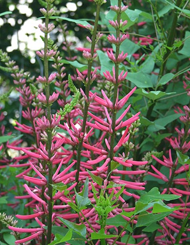 Erythrina herbacea Pink Flowered Form (Pink Coral Bean) slide #61014