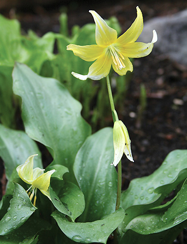 Erythronium 'Pagoda' (Pagoda Trout Lily) slide #61285