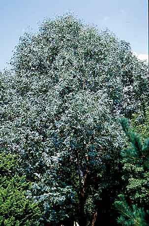 Eucalyptus neglecta (Omeo Gum) slide #17544