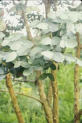 Eucalyptus neglecta (Omeo Gum) slide #6874