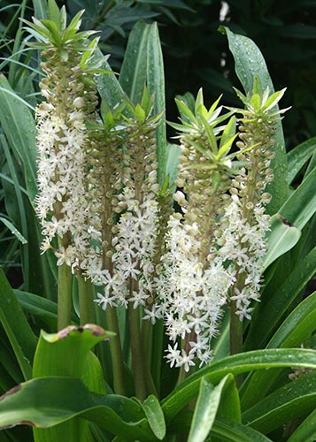 Eucomis comosa 'Toffee' (Toffee Pineapple Lily) slide #60173