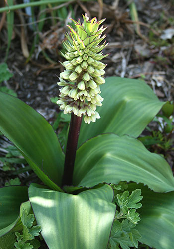 Eucomis montana (Montane Pineapple Lily) slide #60364