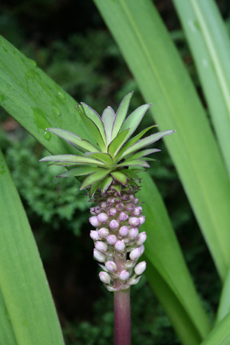 Eucomis 'Can Can' (Can Can Pineapple Lily) slide #61142