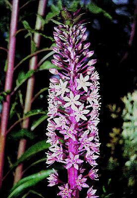 Eucomis 'Sparkling Burgundy' (Purple Pineapple Lily) slide #7589