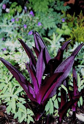 Eucomis 'Sparkling Burgundy' (Purple Pineapple Lily) slide #8418
