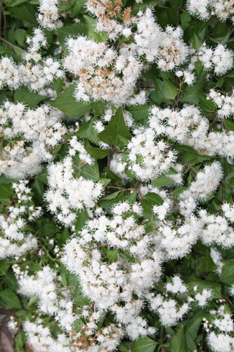 Eupatorium havanense (White Mist Flower) slide #61144