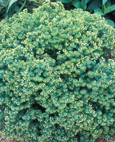 Euphorbia x martinii 'Waleutiny' PP 16,930 (Tiny Tim Spurge) slide #26408
