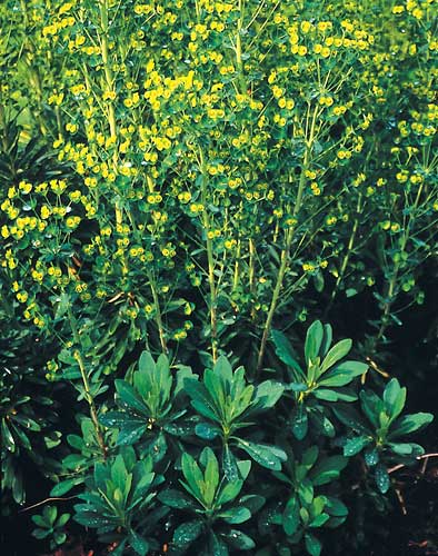 Euphorbia 'Helen Robinson' (Helen Robinson Spurge) slide #28667
