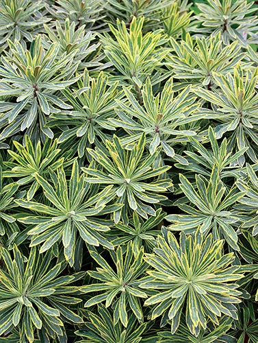 Euphorbia x martinii 'Ascot Rainbow' PPAF (Ascot Rainbow Spurge) slide #61286