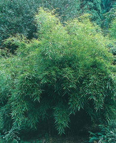 Fargesia robusta 'Green Screen' (Green Screen Clumping Bamboo) slide #22166