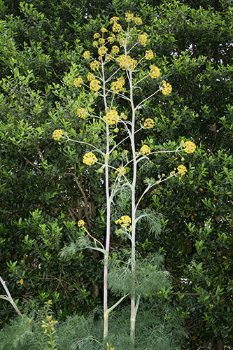 Ferula communis ssp. glauca (Giant Black-leaf Fennel) slide #61190