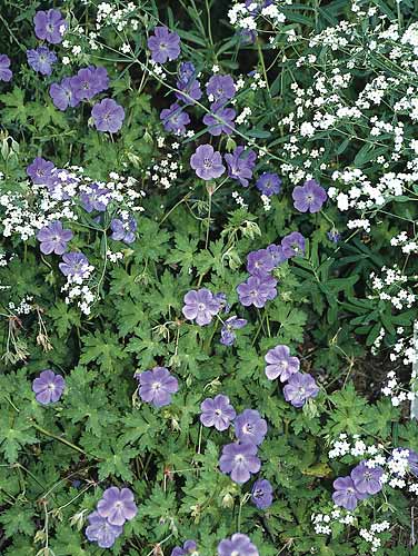 Geranium 'Rozanne' PP 12,175 (Rozanne's Cranesbill) slide #21694