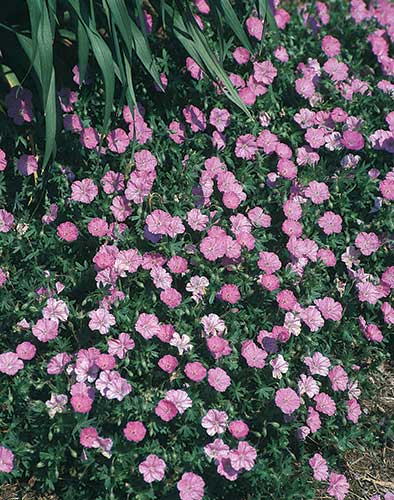 Geranium sanguineum 'Ankum's Pride' (Bloody Cranesbill) slide #26339