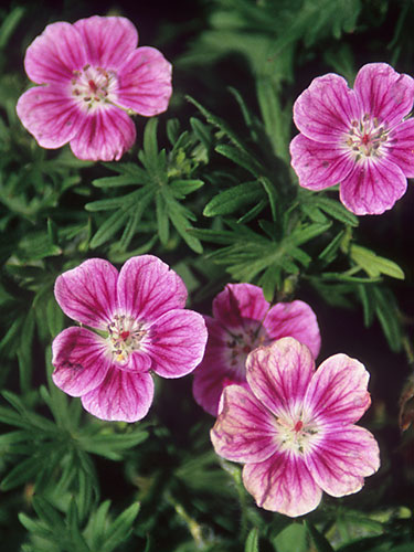 Geranium sanguineum 'Elke' (Elke Bloody Cranesbill) slide #28866