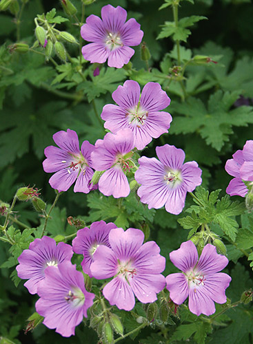 Geranium 'Sirak' (Sirak Cranesbill) slide #61296