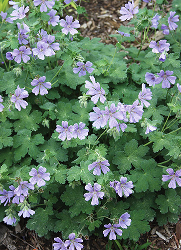 Geranium 'Stephanie' PPAF (Stephanie Hardy Geranium) slide #61297