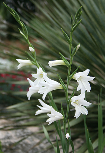 Gladiolus communis ssp. byzantinus 'Texas Snowflur (Texas Snowflurry Hardy Corn Flag) slide #61299