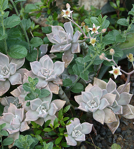 Graptopetalum paraguayense (Mexican Ghost Plant) slide #62116