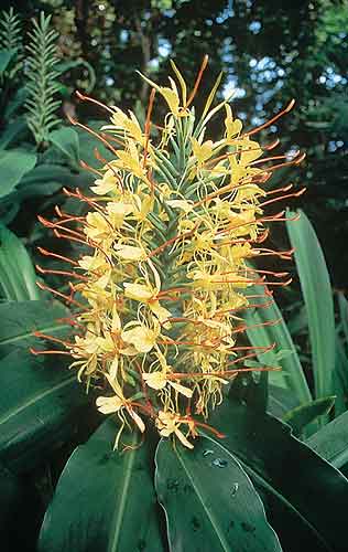 Hedychium gardnerianum 'Compactum' (Hardy Ginger Lily) slide #12908