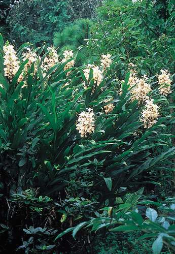 Hedychium 'Pradhanii' (Pradhan's Hardy Ginger Lily) slide #14461