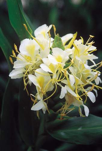 Hedychium 'Moy Giant' (Moy Giant Hardy Ginger Lily) slide #14503
