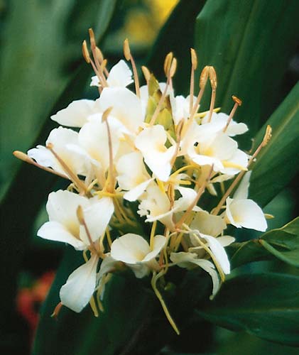 Hedychium 'Pradhanii' (Pradhan's Hardy Ginger Lily) slide #14504