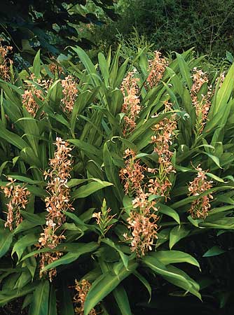 Hedychium 'Carnival' (Carnival Hardy Ginger Lily) slide #20556