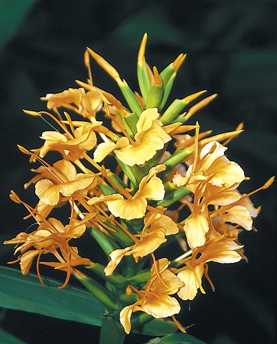 Hedychium 'Kin Ogi' (Kin Ogi Hardy Ginger Lily) slide #29796