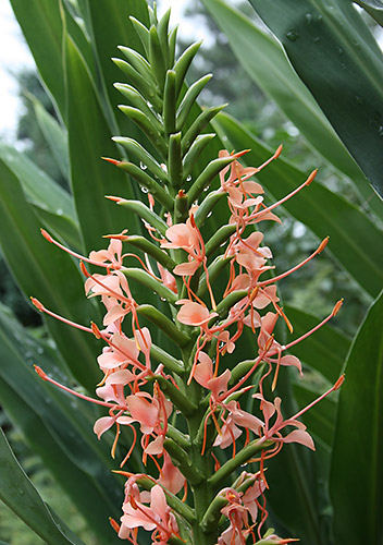 Hedychium 'Flaming Torch' (Flaming Torch Hardy Ginger Lily) slide #61430
