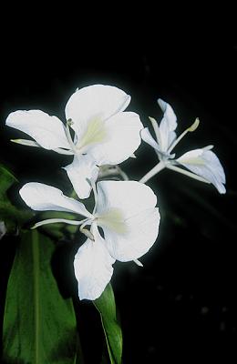Hedychium coronarium (Hardy White Butterfly Ginger Lily) slide #7607