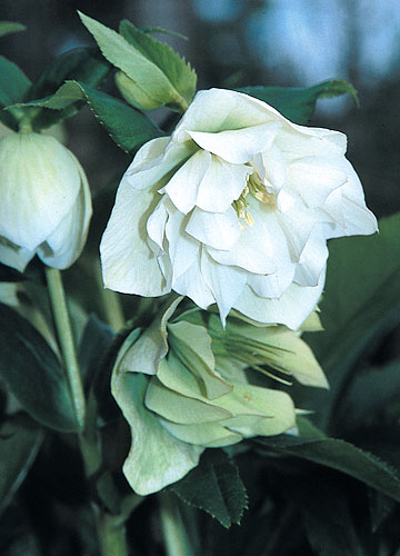 Helleborus x hybridus 'Mrs. Betty Ranicar' (Double White Hybrid Lenten Rose) slide #23143